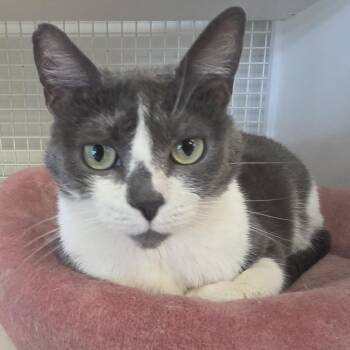 Grey -  Domestic Short Hair Cat for Adoption in Beulaville, North Carolina - Grey | PetCurious