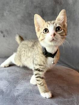 DAVID ROSE -  Domestic Short Hair Cat for Adoption in Tallahassee, Florida - DAVID ROSE | PetCurious