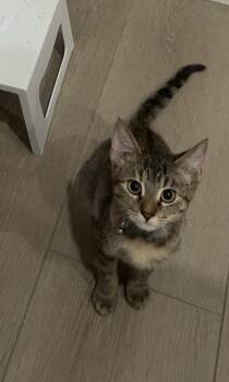 Willow -  Domestic Short Hair Cat for Adoption in Sacramento, California - Willow | PetCurious