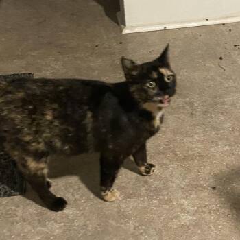 Princess -  Domestic Short Hair Cat for Adoption in Shelbyville, Indiana - Princess | PetCurious