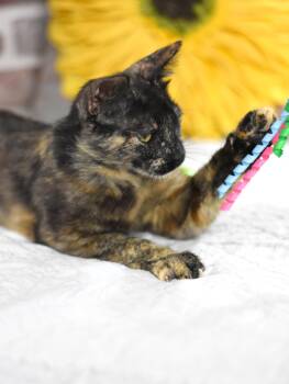 Domestic Short Hair Cats Available for Adoption in Conroe, Texas - Kiwi | PetCurious