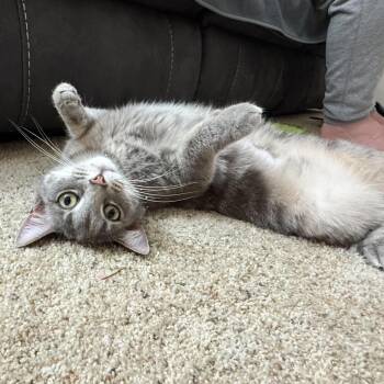 Luna -  Tabby Cat for Adoption - Luna | PetCurious