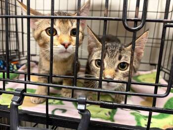 Carl and Princess Donut -  Tabby and Domestic Short Hair Cat for Adoption in Walnut Creek, California - Carl And Princess Donut | PetCurious