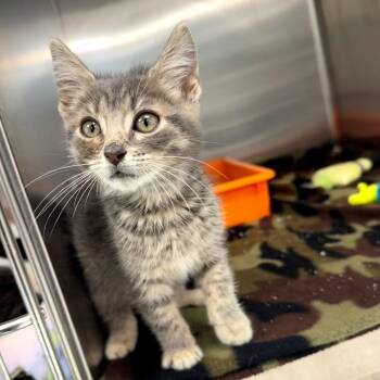 Paulie -  Domestic Short Hair Cat for Adoption in La Grange, Kentucky - Paulie | PetCurious