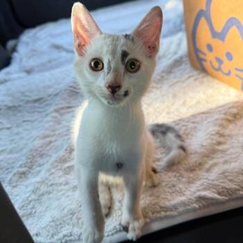 Ledger -  Domestic Short Hair Cat for Adoption in Williston, Florida - Ledger | PetCurious