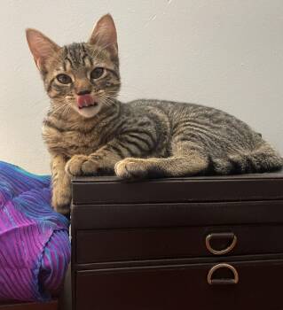 Domestic Short Hair Cats Available for Adoption - Beacon | PetCurious