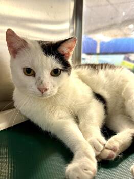 Domestic Short Hair Cats Available for Adoption in Herndon, Virginia - Ailouros | PetCurious
