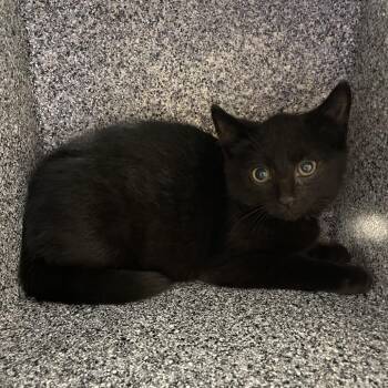 Tammy -  Domestic Short Hair Cat for Adoption in Ballston Spa, New York - Tammy | PetCurious