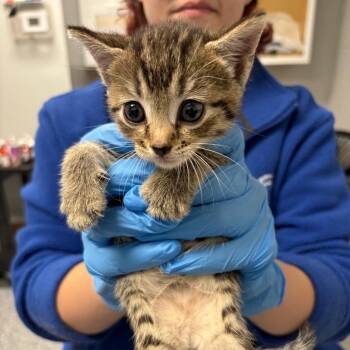 Sparky -  Domestic Medium Hair Cat for Adoption in Greenville, South Carolina - Sparky | PetCurious