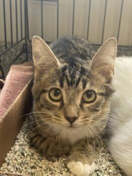 Rescue Domestic Short Hair Cats for Adoption in Batavia, Ohio - Purple Haze | PetCurious