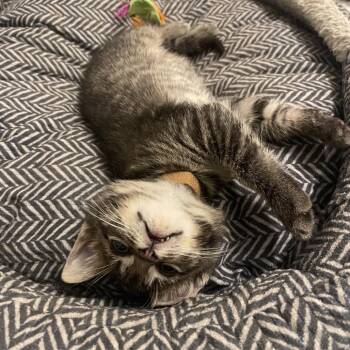 Cordelia -  Domestic Short Hair Cat for Adoption in Bloomington, Illinois - Cordelia | PetCurious