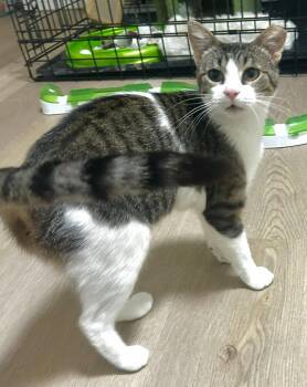 Opal -  Domestic Short Hair Cat for Adoption in Lenexa, Kansas - Opal | PetCurious