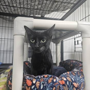 Jade -  Domestic Short Hair Cat for Adoption in Ridgely, Maryland - Jade | PetCurious