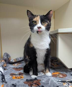 Lucy -  Domestic Short Hair Cat for Adoption in Little Rock, Arkansas - Lucy | PetCurious