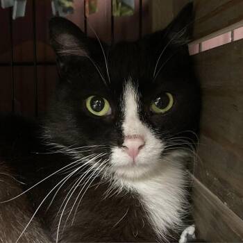 Bash AKA Phantom -  Domestic Short Hair Cat for Adoption in Buffalo, New York - Bash AKA Phantom | PetCurious