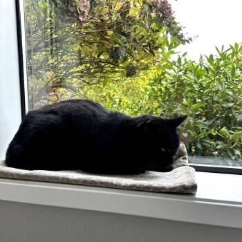 Rescue Domestic Short Hair Cats for Adoption in Port Townsend, Washington - Panther | PetCurious