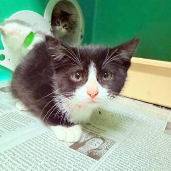 Cha Cha -  Domestic Short Hair Cat for Adoption - Cha Cha | PetCurious