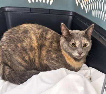 Sweetface -  Domestic Short Hair Cat for Adoption in Fort Lupton, Colorado - Sweetface | PetCurious