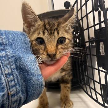 FreeLoading Frank -  Domestic Short Hair Cat Available for Adoption in Chattanooga, Tennessee - FreeLoading Frank | PetCurious