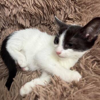 Kae -  Domestic Short Hair Cat for Adoption in Floresville, Texas - Kae | PetCurious