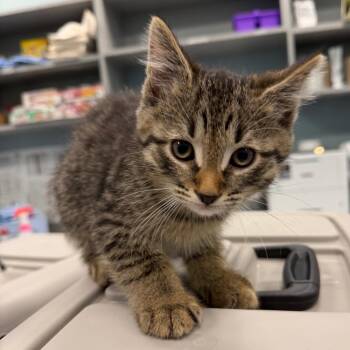 Domestic Short Hair Cats Available for Adoption in Greensboro, North Carolina - U.S. Dollar | PetCurious