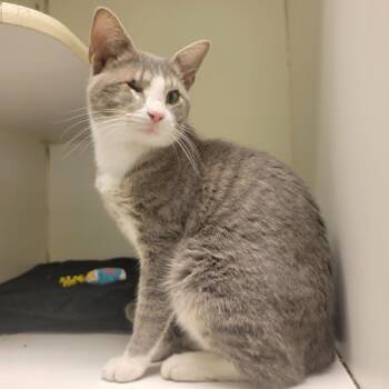 Monocle -  Domestic Short Hair Cat for Adoption in Columbia, Missouri - Monocle | PetCurious