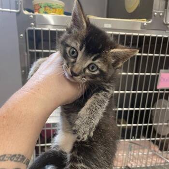 Hyde -  Domestic Short Hair Cat for Adoption in Port Charlotte, Florida - Hyde | PetCurious