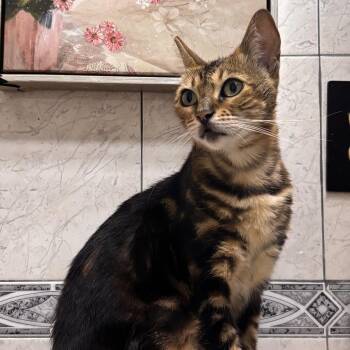 Mango -  Domestic Short Hair and Bengal Cat for Adoption in Long Beach, California - Mango | PetCurious