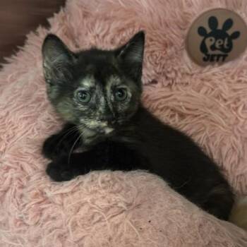 Domestic Short Hair Cats Available for Adoption in Clearwater, Florida - Ember | PetCurious
