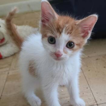 Rocket Pop -  Domestic Short Hair Cat Available for Adoption in Melrose, Florida - Rocket Pop | PetCurious