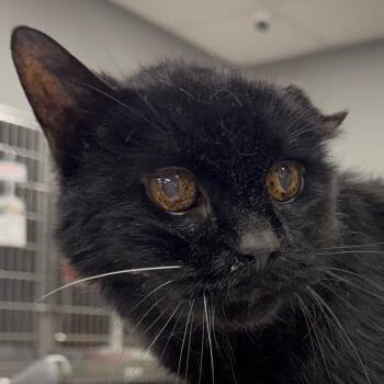 Louie -  Domestic Short Hair Cat for Adoption in Salt Lake City, Utah - Louie | PetCurious