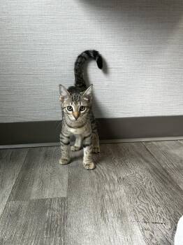 Riley -  Domestic Short Hair Cat for Adoption in Hudson, New Hampshire - Riley | PetCurious