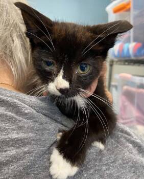 Yellowstone - At shelter -  Domestic Short Hair Cat for Adoption in Rustburg, Virginia - Yellowstone - At Shelter | PetCurious