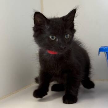 Floyd -  Domestic Short Hair Cat for Adoption in Oakland, California - Floyd | PetCurious