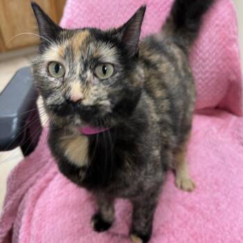#58 -  Domestic Short Hair Cat for Adoption in Pekin, Illinois - #58 | PetCurious