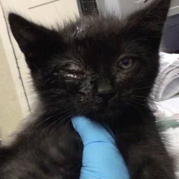 Domestic Short Hair Cats Available for Adoption in Riverside, California - SPIDEY | PetCurious