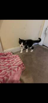 Rescue Domestic Short Hair Cats for Adoption in Berkeley Heights, New Jersey - LL Kool Kitty | PetCurious