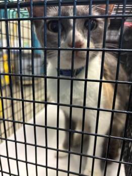 MAY -  Domestic Short Hair Cat for Adoption in Doral, Florida - MAY | PetCurious
