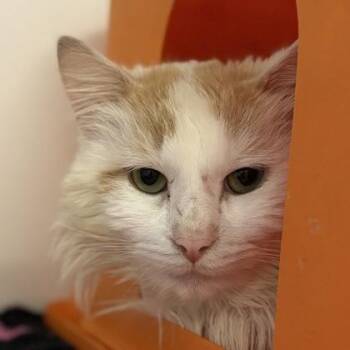 Domestic Long Hair and Domestic Short Hair Cats Available for Adoption in Janesville, Wisconsin - Juneberry | PetCurious