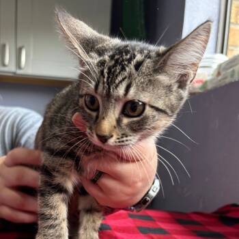 Rescue Domestic Short Hair Cats for Adoption in Kyle, Texas - ARROZ | PetCurious