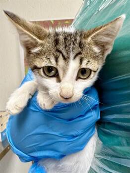 BRIAR -  Domestic Short Hair Cat for Adoption in San Antonio, Texas - BRIAR | PetCurious