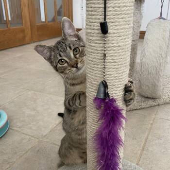 Domestic Short Hair Cats Available for Adoption - Ity Bitty | PetCurious