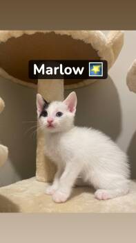 Marlow -  Domestic Short Hair Cat for Adoption in Buford, Georgia - Marlow | PetCurious