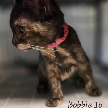 Bobby Jo -  Domestic Short Hair Cat for Adoption in Waldorf, Maryland - Bobby Jo | PetCurious
