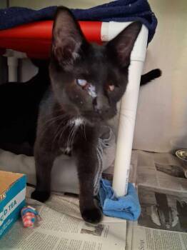 Colin -  Domestic Short Hair Cat for Adoption in Cincinnati, Ohio - Colin | PetCurious