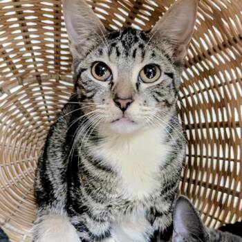 Rescue Domestic Short Hair Cats for Adoption in Springfield, Illinois - Flying Monkey | PetCurious