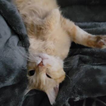 Domestic Short Hair Cats Available for Adoption in Fargo, North Dakota - Hobble | PetCurious