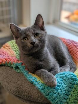 Rescue Domestic Short Hair Cats for Adoption in Waynesville, North Carolina - Pearl | PetCurious