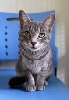 Bronwyn -  Domestic Short Hair Cat for Adoption in Cumberland, Maine - Bronwyn | PetCurious