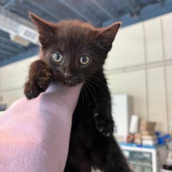Domestic Short Hair Cats Available for Adoption in Huntington, West Virginia - Malia | PetCurious